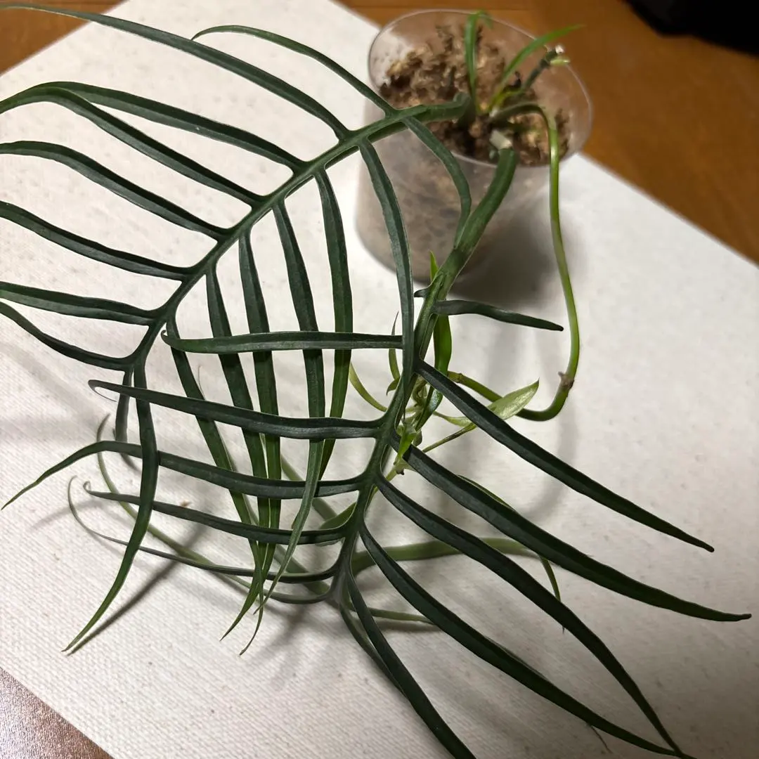 2026年最新】フィロデンドロントータムの人気アイテム - メルカリ